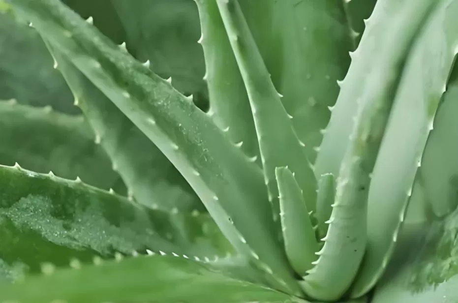 What is aloin? What is aloin?