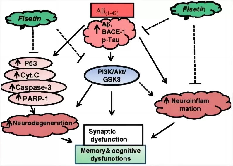How Does Fisetin Work? How Does Fisetin Work?