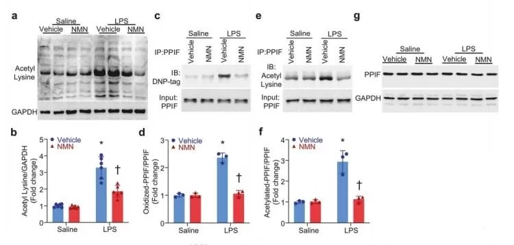 Effects of NMN on Mitochondrial Protein Modifications, Mitochondrial Permeability Transition Pore Opening, and Cytosolic Ca2  Levels