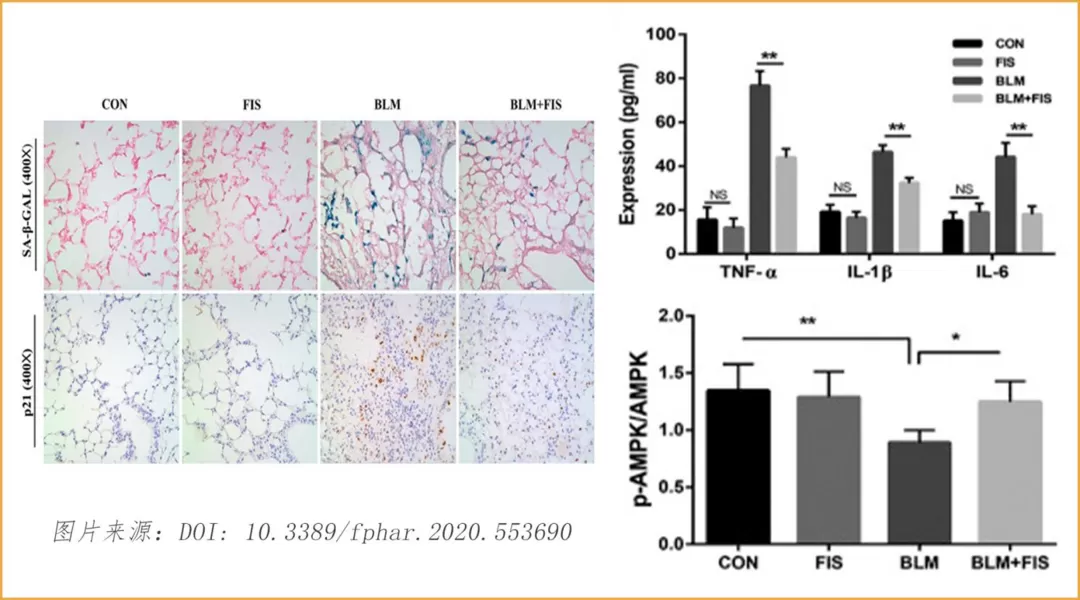 Fisetin: 노화 방지 분야의 떠오르는 별
