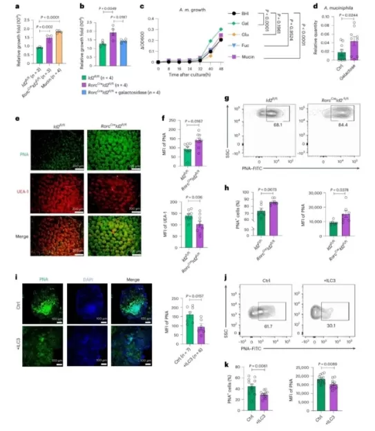 ILC3s Regulate Gut Glycosylation to Restrict Akk Bacteria Proliferation ILC3s Regulate Gut Glycosylation to Restrict Akk Bacteria Proliferation