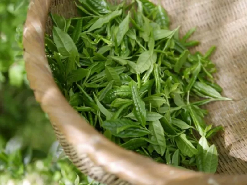 Niacinamide 및 녹차 Polyphenols: 시너지 노화 방지 과학적 메커니즘 및 여러 이점