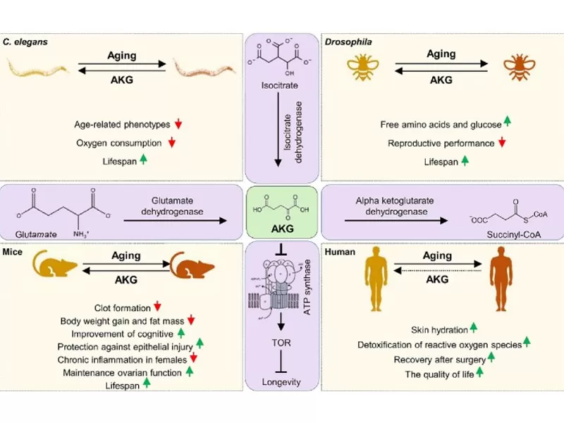 안티 에이징의 새로운 시대: 시간의 추격 (1 부)