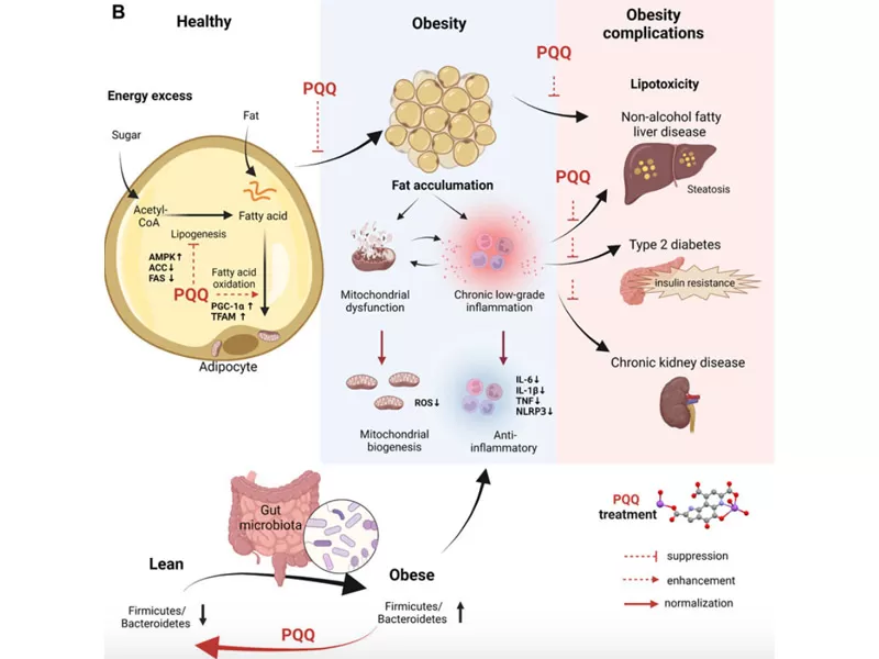 안티 에이징 (Anti-Aging) 의 새로운 시대: 시간의 추격 (Part 2 PQQ)