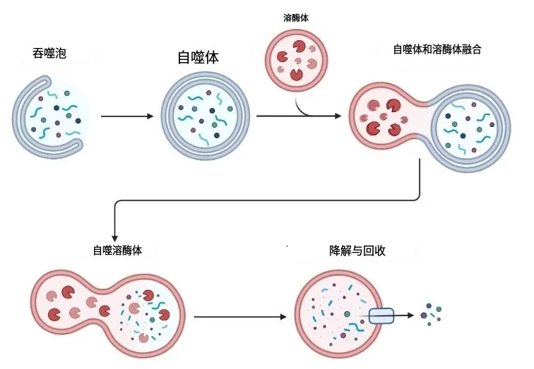 Moderate Hunger Helps Combat Aging! The Science Behind It Revealed! Moderate Hunger Helps Combat Aging! The Science Behind It Revealed!