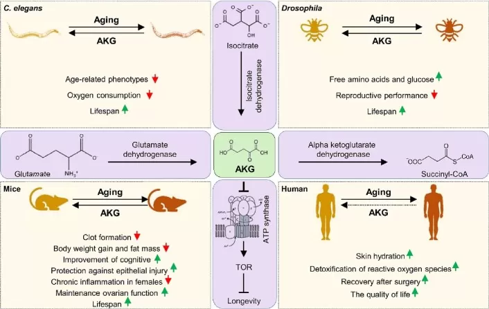 Multiple metabolic pathways are involved in AKG formation and breakdown during cellular metabolism. Multiple metabolic pathways are involved in AKG formation and breakdown during cellular metabolism.