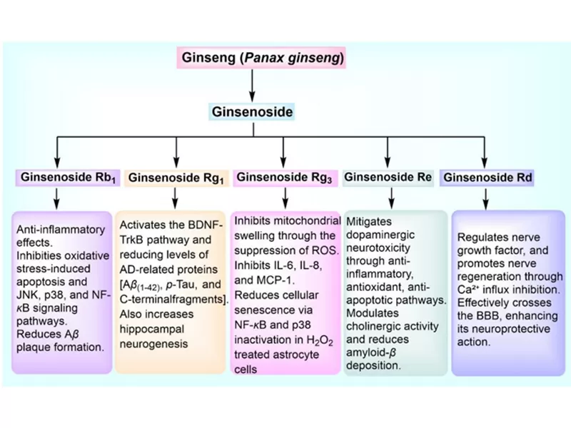천연 산화 방지제 강국: Curcumin, Quercetin, Ginsenoside Rg3 & Resveratrol