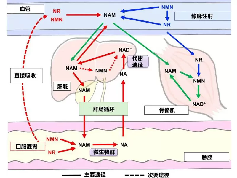 과학 발전 연구는 기존의 지혜를 뒤집습니다: 노화 방지 기적 분자의 진정한 대사 경로 NMN/NR이 밝혀졌습니다.