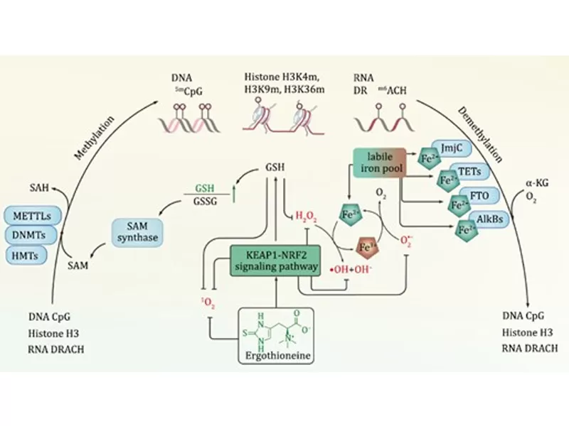 안티 에이징의 새로운 시대: 시간의 추격 (III. Ergothioneine)